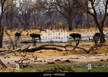 African Cape Buffalo o pugnale boys come essi sono comunemente noti come la loro reputazione feroce li precede Foto Stock