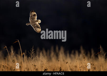 Un corto-eared Owl vola appena al di sopra di un campo di alte erba marrone su un soleggiato sera contro uno sfondo nero. Foto Stock