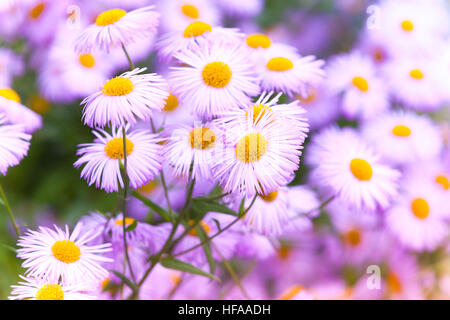 Decorativi fiori rosa di Aspen, fleabane Erigeron speciosus, Daisy famiglia, foto macro, soft il fuoco selettivo Foto Stock