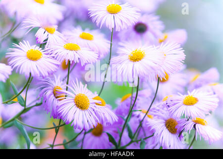 Decorativi fiori rosa di Aspen, fleabane Erigeron speciosus, Daisy famiglia, foto macro con morbida messa a fuoco selettiva Foto Stock