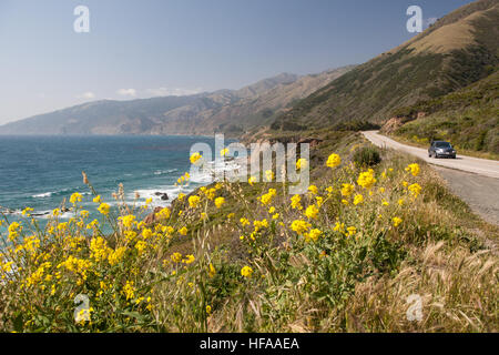 Il papavero papaveri fiori in primavera lungo la strada nazionale 101,Pacific Coast Highway,PCH, California, U.S.A.,Stati Uniti d'America Foto Stock