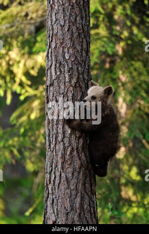 Bear Cub si arrampica la struttura ad albero Foto Stock