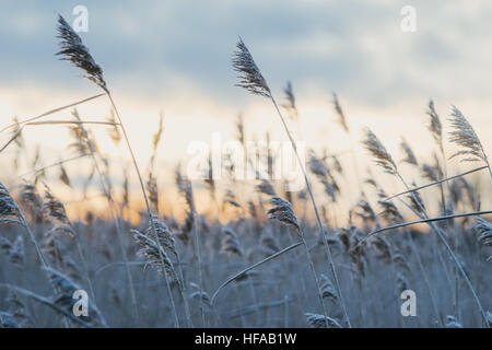 Trasformata per forte gradiente-smerigliato reed asciutto erba contro il tramonto, il fuoco selettivo Foto Stock