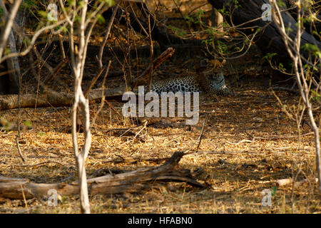 Leopard madre & il suo sub maschio adulto cub hanno un impala uccidere nelle vicinanze della struttura che si nutrono di, visto mentre su safari mobile Foto Stock