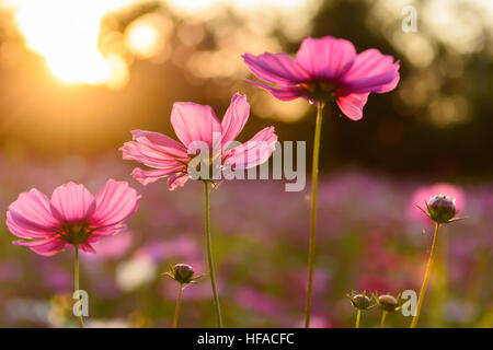 Cosmo rosa fiori che fioriscono sul campo con tramonto Foto Stock