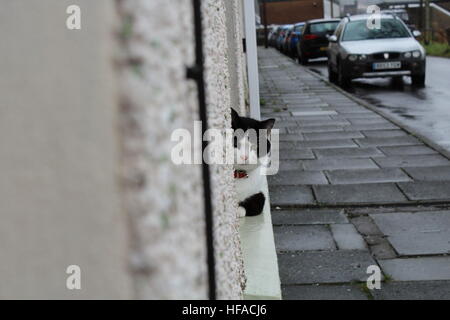 Un bianco e nero gatto sul davanzale Foto Stock