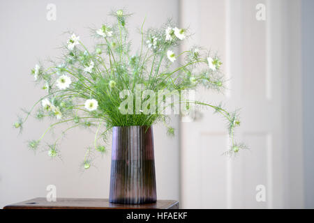 Smokey vaso di vetro con amore-in-un-nebbia nigella flower display interno Foto Stock