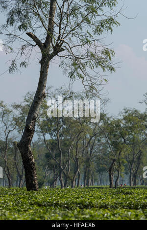 La piantagione di tè in Assam, India Foto Stock