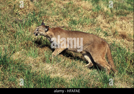 Cougar, Puma concolor, Adulti camminare sull'erba Foto Stock