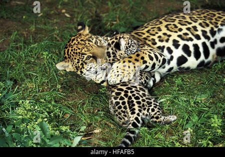 Jaguar, Panthera onca, Madre e Cub Foto Stock