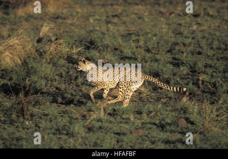 Cheetah, Acinonyx jubatus, adulti in esecuzione, il Masai Mara Park in Kenya Foto Stock