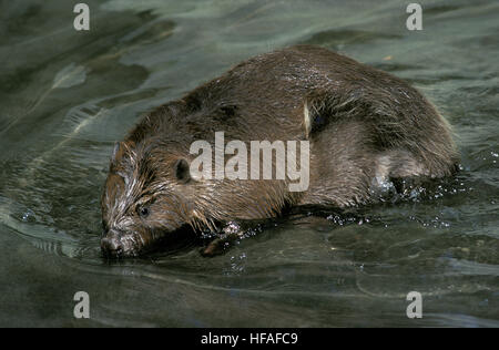 Castoro europeo, Castor fiber Foto Stock