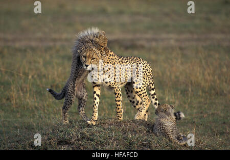 Cheetah, Acinonyx jubatus, Madre e Cub giocando, Masai Mara Park in Kenya Foto Stock