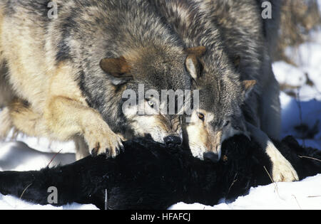 Nord americana Lupo grigio, Canis lupus occidentalis, gli adulti su un kill, Canada Foto Stock