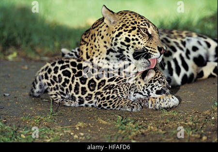 Jaguar, Panthera onca, Madre leccare Cub Foto Stock