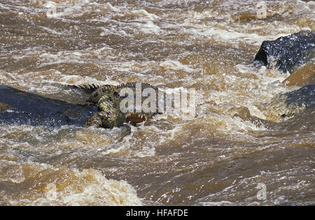 Coccodrillo del Nilo, Crocodylus niloticus, in piedi nel fiume, il Masai Mara Park in Kenya Foto Stock