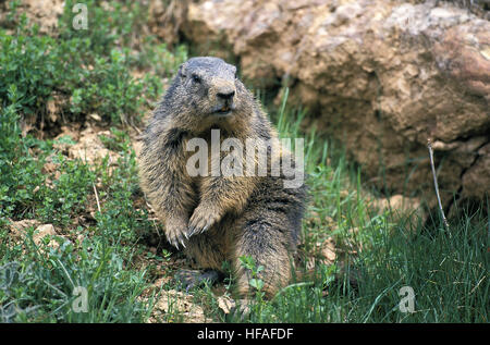 La marmotta alpina, Marmota marmota, adulti in piedi sulle rocce, Alpi nel Sud Est della Francia Foto Stock