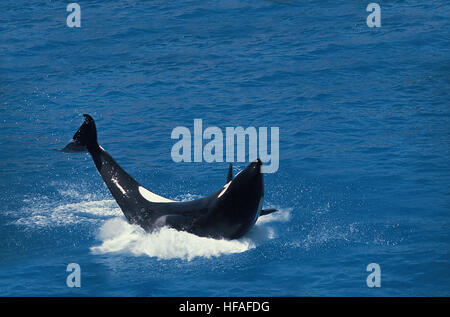 Killer Whale, orcinus orca, violando per adulti Foto Stock