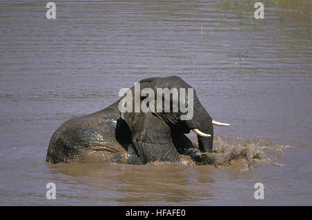 Elefante africano Loxodonta africana, giovani aventi bagno, Masai Mara park in Kenya Foto Stock