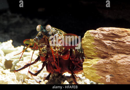 Canocchia Pavone, odontodactylus scyllarus, testa di adulto Foto Stock