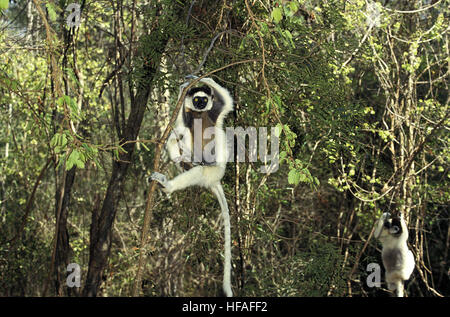 La Verreaux Sifaka, Propithecus verreauxi, adulto appeso dal ramo, riserva Berent in Madagascar Foto Stock