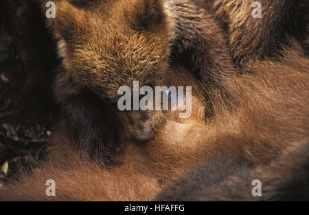 Orso bruno Ursus arctos, Madre e Cub Allattamento Foto Stock