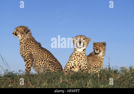 Cheetah, Acinonyx jubatus, Masai Mara Park in Kenya Foto Stock