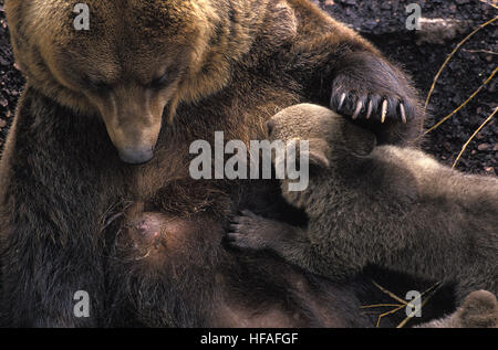 Orso bruno Ursus arctos, Madre e Cub allattamento Foto Stock