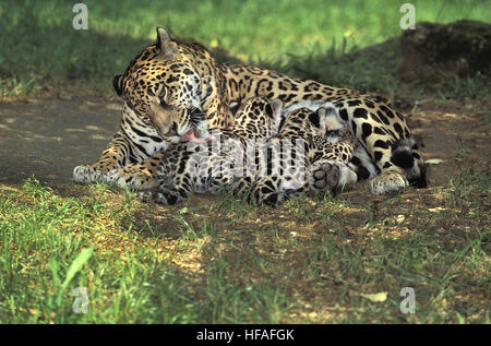 Jaguar, Panthera onca, Madre leccare Cub Cub Allattamento Foto Stock