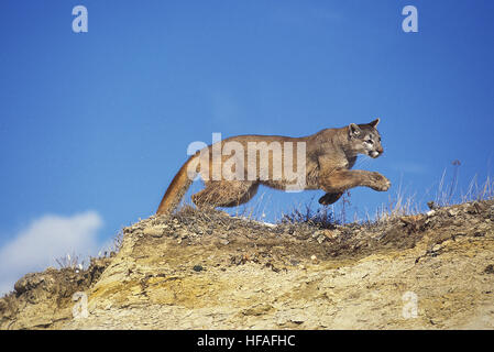 Cougar, Puma concolor, adulti in esecuzione sulle rocce, Montana Foto Stock