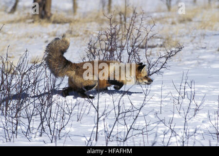 Red Fox, vulpes vulpes, adulti in piedi nella neve, Canada Foto Stock