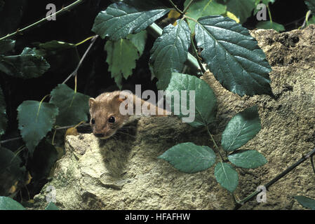 La donnola, mustela nivalis, Normandia Foto Stock