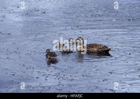 Pacific Black Duck, Anas superciliosa, madre e le ochette Foto Stock