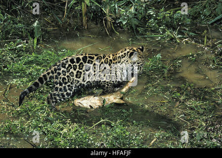 Jaguar, Panthera onca, Cub che trasportano il pesce Foto Stock