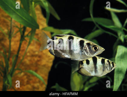 Pesce arciere, toxotes jaculatrix Foto Stock