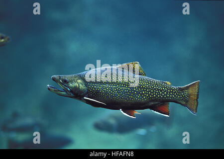 Trota di fiume, Salvelinus fontinalis Foto Stock