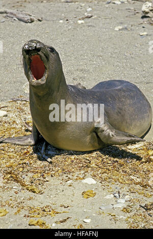 Elefante marino del sud, mirounga leonina, Femmina chiamando, California Foto Stock