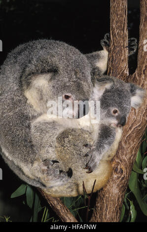 Il Koala, phascolarctos cinereus, Madre e Joey Foto Stock