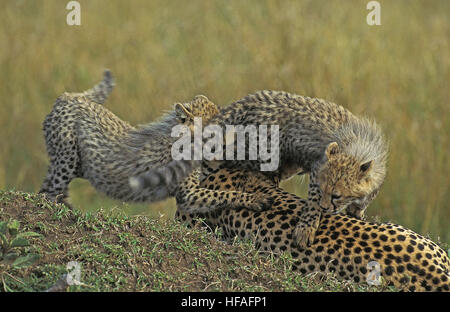 Cheetah, Acinonyx jubatus, Madre e Cub giocando, Masai Mara Park in Kenya Foto Stock