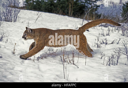 Cougar, Puma concolor, adulti in esecuzione sulla neve Foto Stock