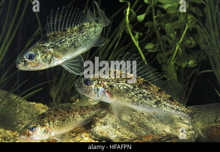 Ruffe, gymnocephalus cernua Foto Stock