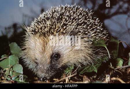 Unione Riccio, Erinaceus europaeus Foto Stock