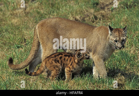 Cougar, Puma concolor, adulti in piedi sulle rocce Foto Stock