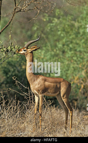 Gerenuk o Waller il gazelle, litocranius walleri, Samburu Park in Kenya Foto Stock