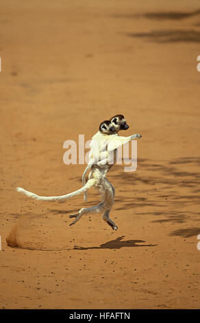 La Verreaux Sifaka, Propithecus verreauxi, Madre Yound portante sulla sua schiena, saltando su terreno aperto, riserva Berent in Madagascar Foto Stock