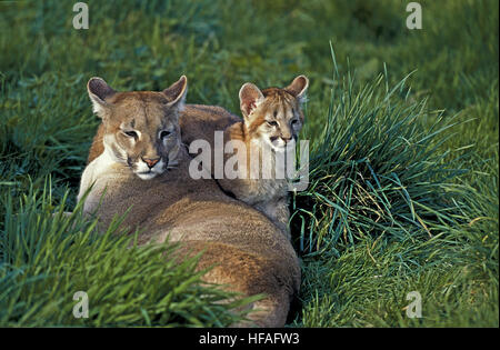 Cougar, Puma concolor, adulti in piedi sulle rocce Foto Stock