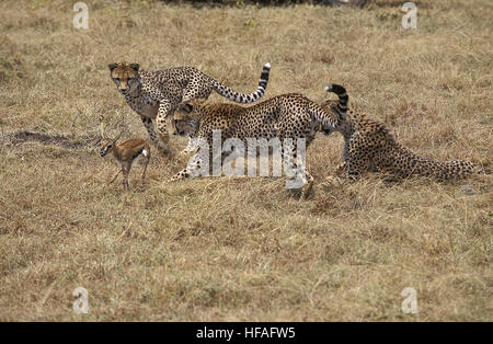 Cheetah, Acinonyx jubatus, Youngs caccia Thomson Gazelle, Masai Mara Park in Kenya Foto Stock