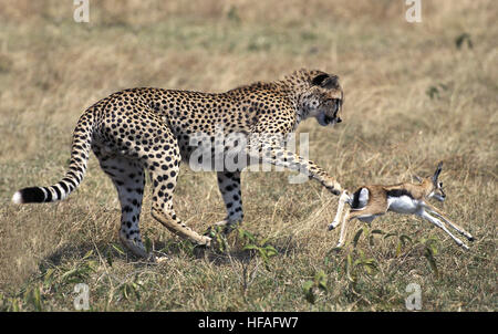 Cheetah, Acinonyx jubatus, giovani caccia Thomson Gazelle, Masai Mara Park in Kenya Foto Stock