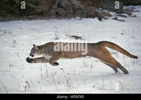 Cougar, Puma concolor, adulti in esecuzione sulla neve Foto Stock