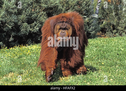 Orang Utan, pongo pygmaeus, maschio Foto Stock